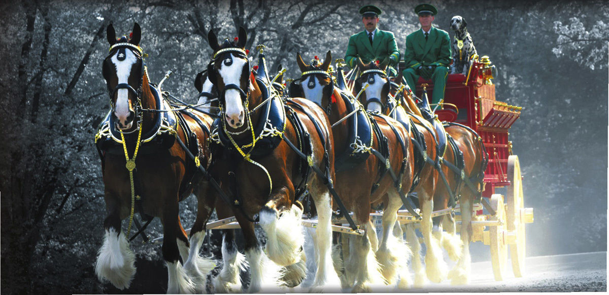 Budweiser Clydesdales
